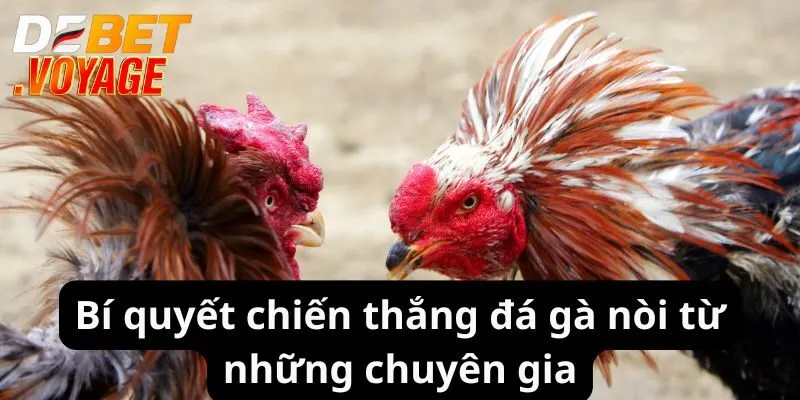 Đá Gà Nòi - Cuộc Chiến Nảy Lửa, Cơ Hội Thắng Lớn Tại Debet 3 Bí quyết chiến thắng đá gà nòi từ những chuyên gia