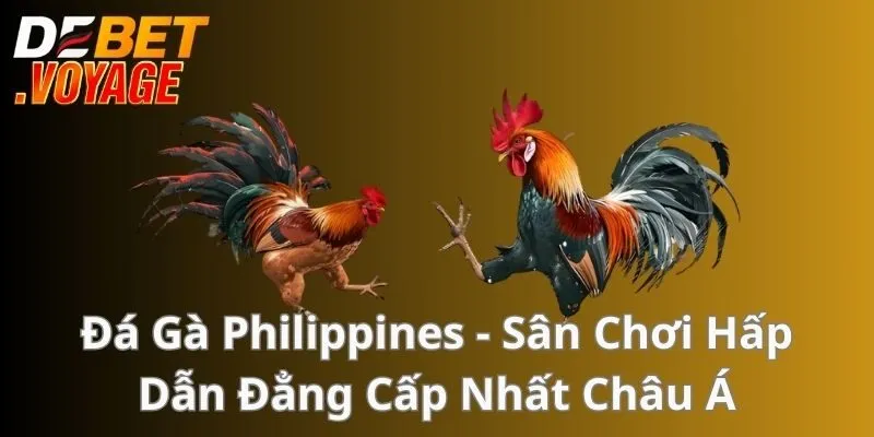 Đá Gà Philippines - Sân Chơi Hấp Dẫn Đẳng Cấp Nhất Châu Á