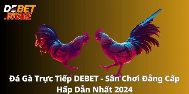 Đá Gà Trực Tiếp - Sân Chơi Đẳng Cấp Hấp Dẫn Nhất 2024