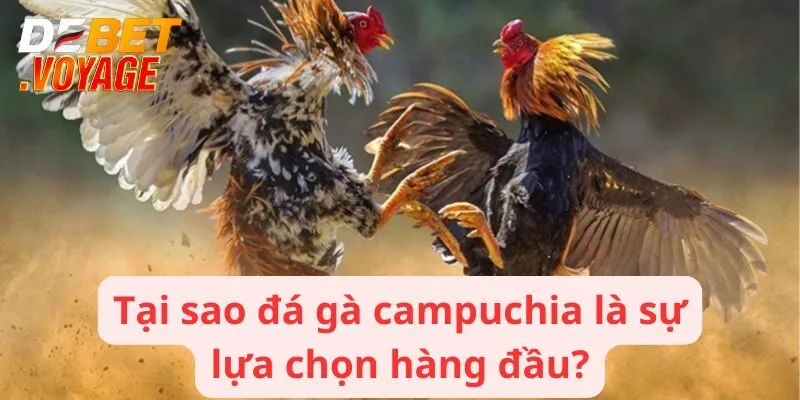 Đá Gà Campuchia - Trải Nghiệm Cuộc Chiến Đầy Kịch Tính 1 Tại sao đá gà campuchia là sự lựa chọn hàng đầu?